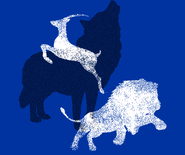 狮子、羚羊和狼